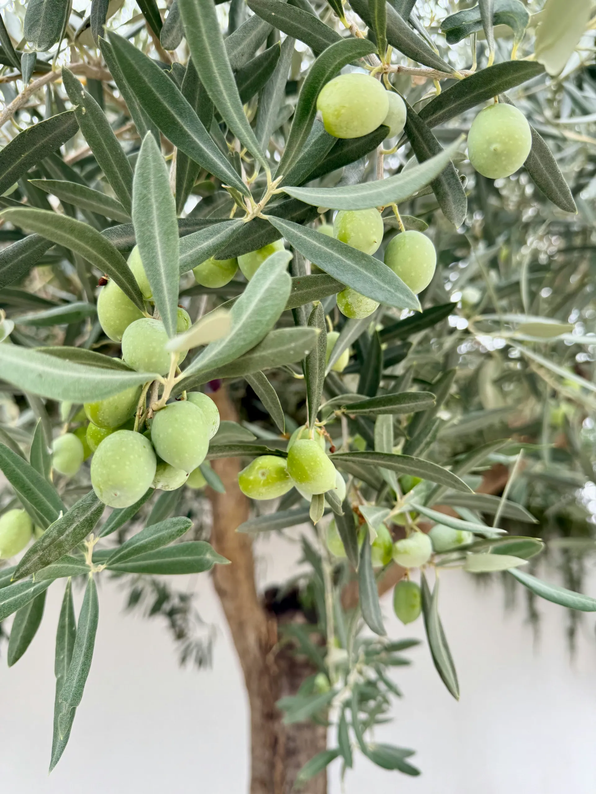 A guide to the different varieties of olive oil produced in Andalusia.
